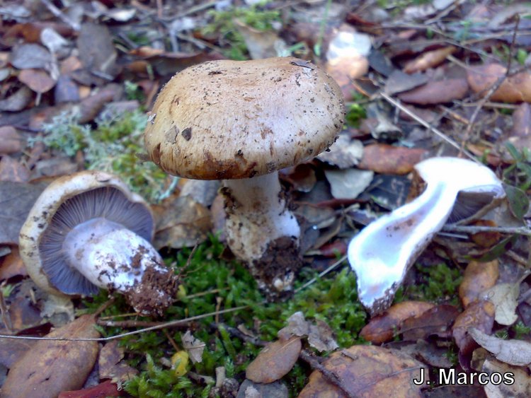 Cortinarius sp.
